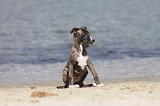 WHIPPET 307